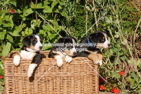 Entlebucher Sennenhund puppies