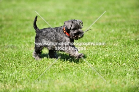 Schnauzer puppy running on grass