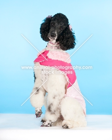 Poodle wearing a pink jacket