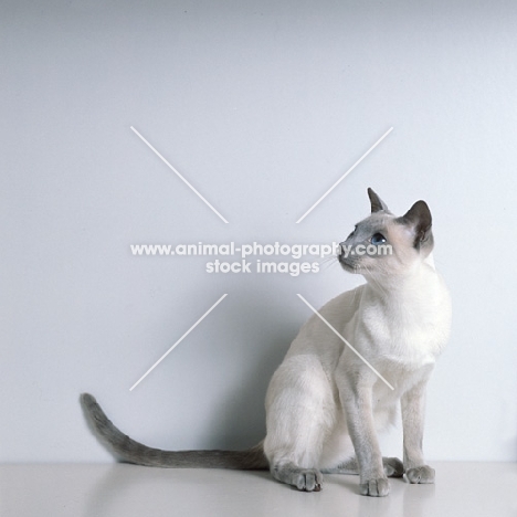 int ch lilac guy van siana, lilac point siamese cat 