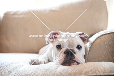 english bulldog puppy resting on couch with head down