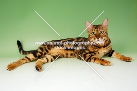 brown marble bengal, lying on green background
