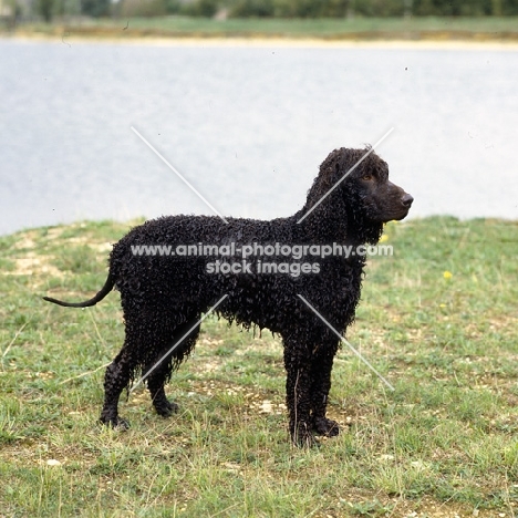 wet champion irish water spaniel standing on the water's edge