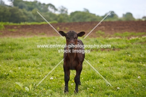 black Aberdeen Angus