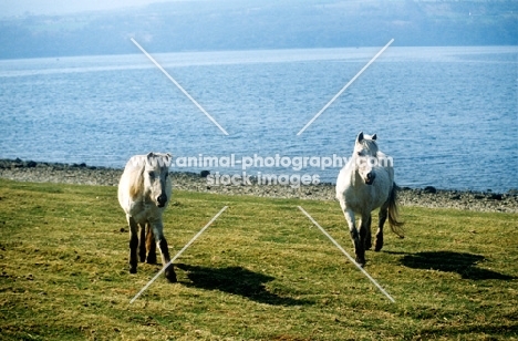 eriskay ponies, two mares 