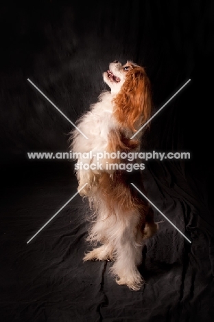 cavalier king charles spaniel, standing up