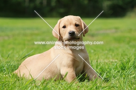 cute Labrador puppy