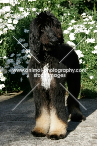 5 month old Afghan Hound, near flowers