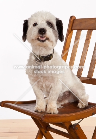 Mauzer (aka Muazer, Mouzer, Mowzer), schnauzer cross maltese