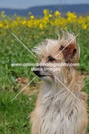 Pyrenean Sheepdog