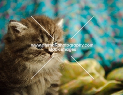 Scottish Fold kitten (straight eared)