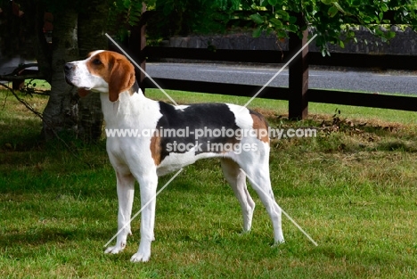 Treeing Walker Coonhound