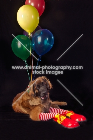 Leonberger with balloons