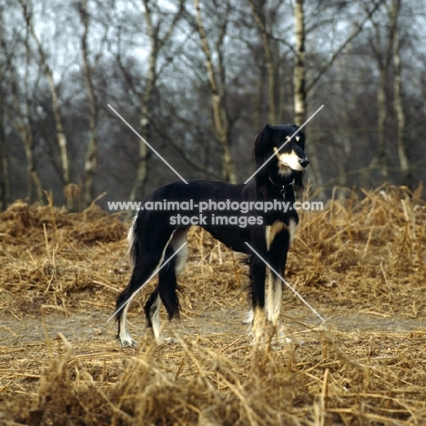 Saluki standing in clearing, ch Burydown Hephzibah