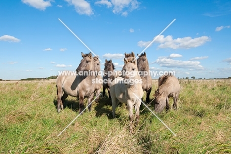 Herd of wild konik ponies in green dry field