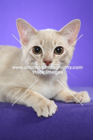very young Australian Mist cat on periwinkle background