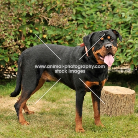 rottweiler with full tail, full body