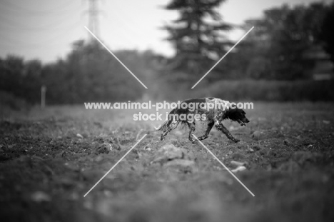 black and white English Setter walking in a field, black and white picture