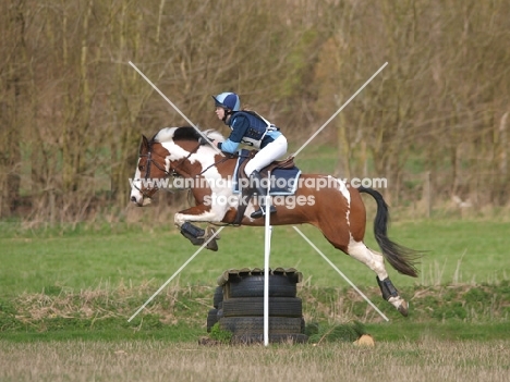 Skewbald horse jumping, side view