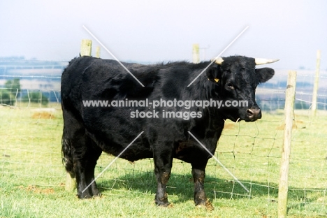 dexter cow standing near fence