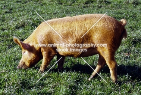 tamworth pig looking at grass at heal farm,