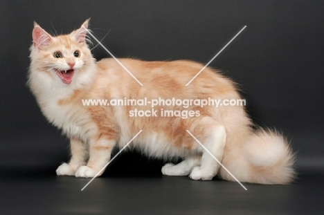 Maine Coon cat meowing, Red Silver Tabby & White