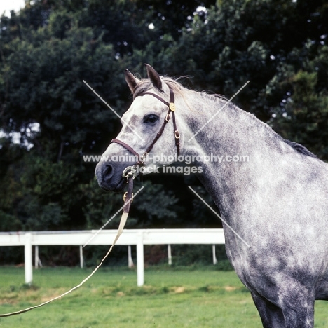 Arab stallion UK head shot 