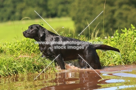 black Labrador Retriever getting out of water