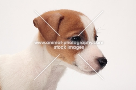 Jack Russell Terrier puppy portrait