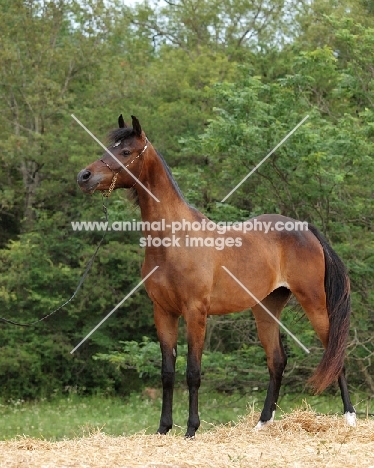 Arab (Egyptian) horse full body