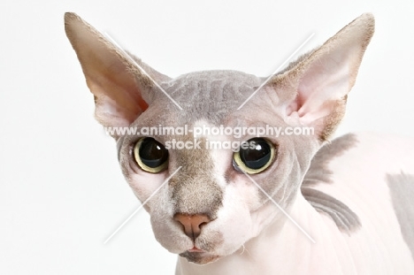 sphynx cat portrait, looking at camera
