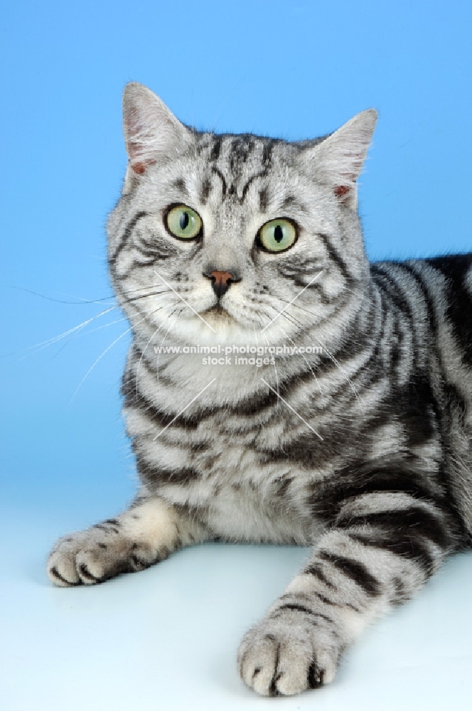 silver tabby british shorthair cat looking at camera