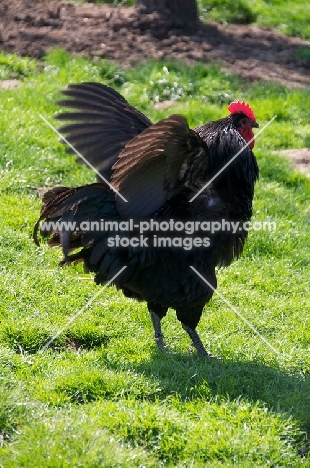 black Australorp chicken ruffling feathers