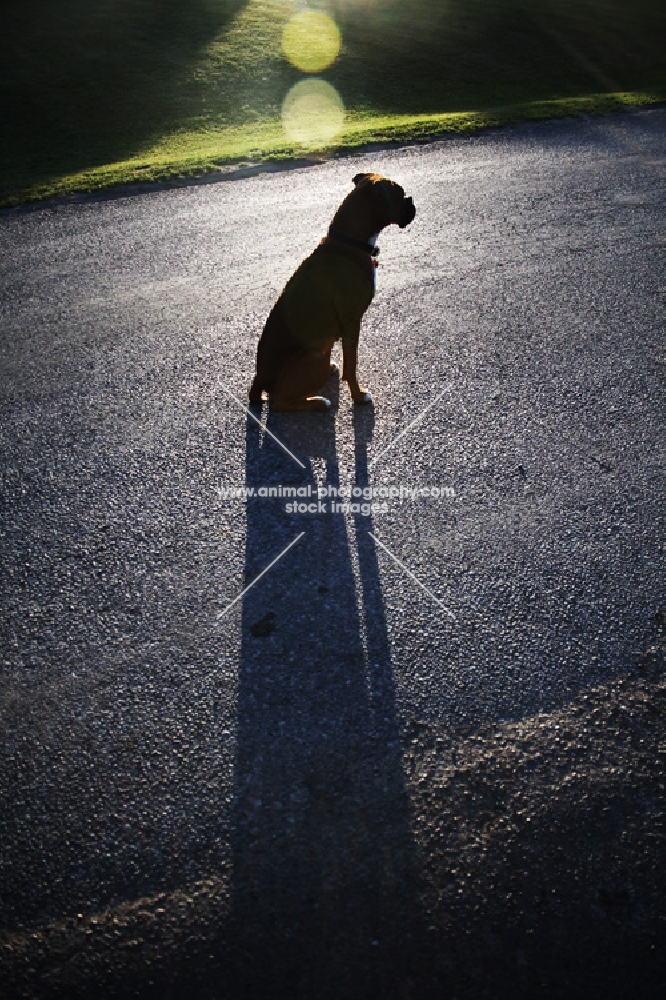 Boxer watching road