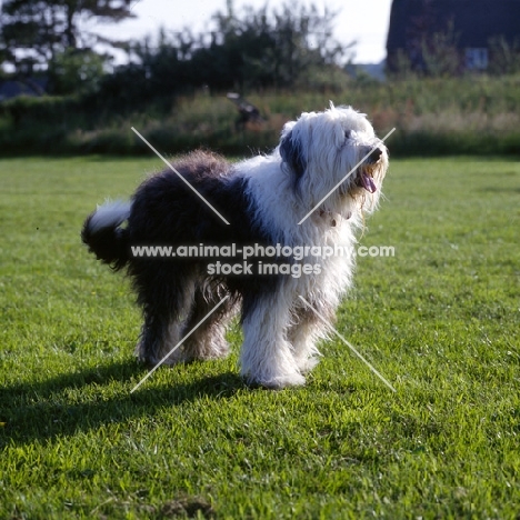 undocked old english sheepdog standing in a field