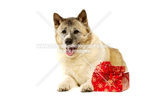 Large Akita dog lying with Christmas presents isolated on a white background