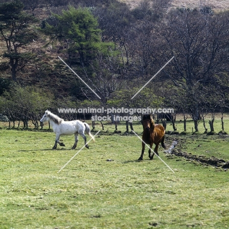 two Eriskay Ponies trotting on Holy Island