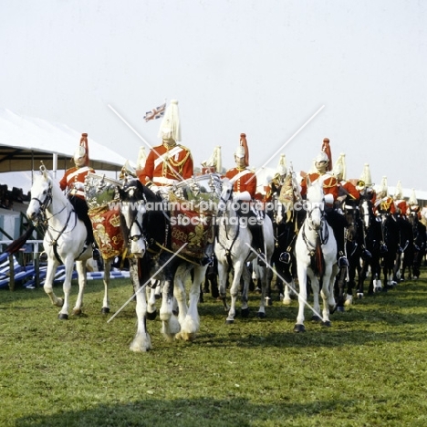household cavalry with clydesdale drum horse 