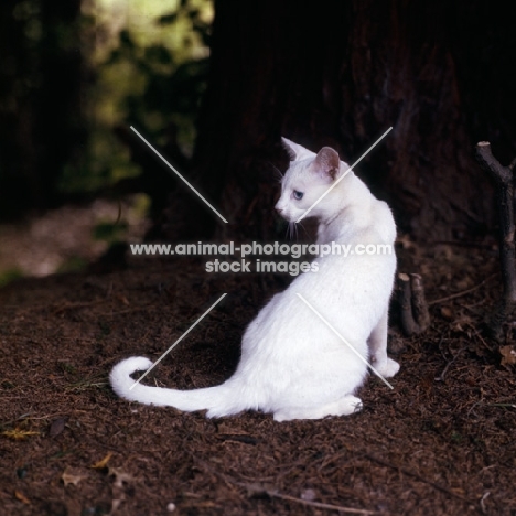 foreign white cat posing