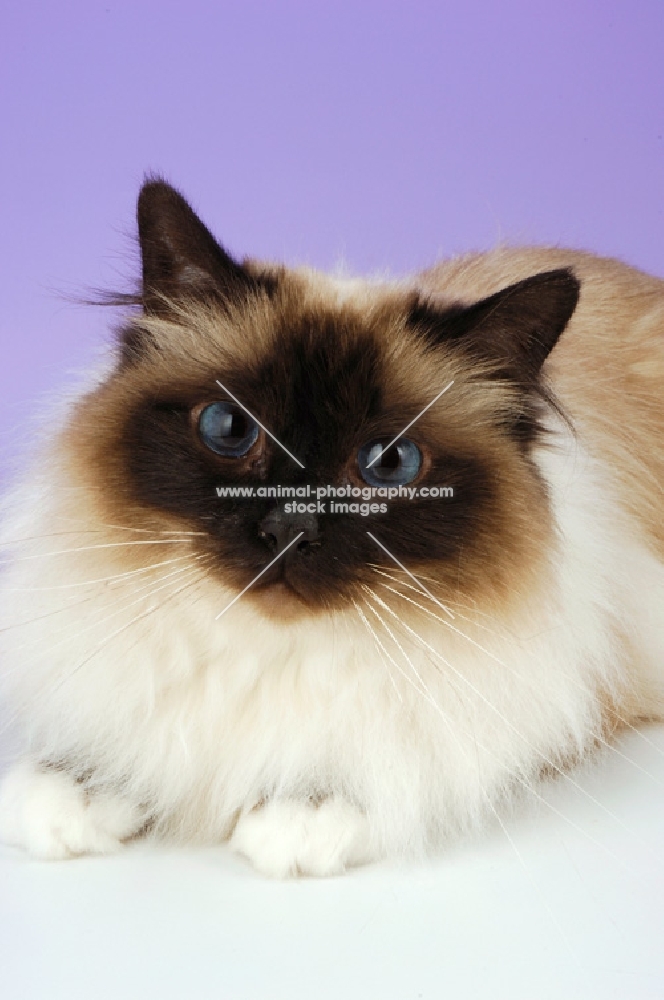 seal point birman cat lying on purple background, portrait