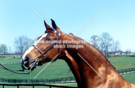 American Saddlebred portrait, posed in kentucky usa
