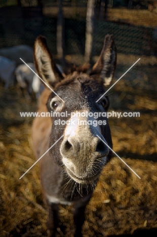 bay donkey looking up at camera