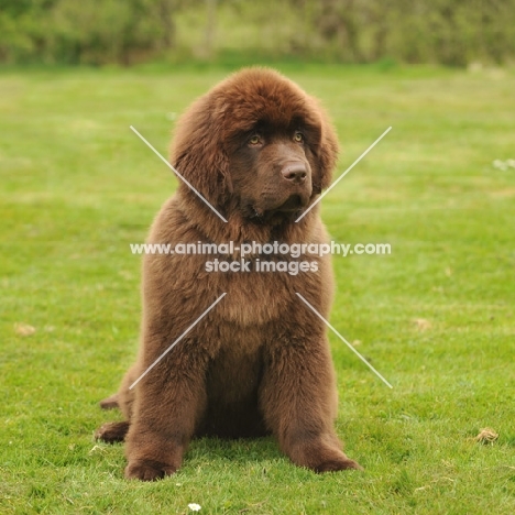 fluffy Newfoundland pup