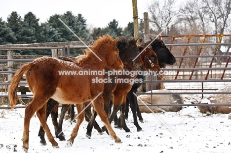 Morgan Horses in winter