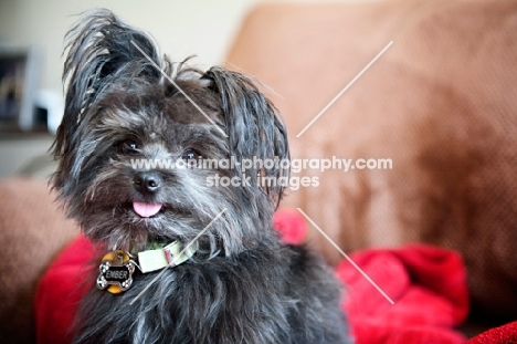 terrier mix smiling with one ear up