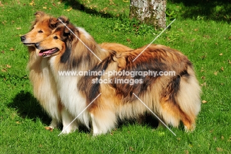 two rough Collies