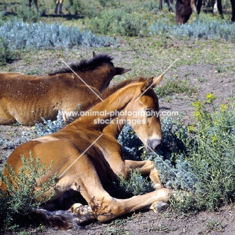 two Budyonny foals resting