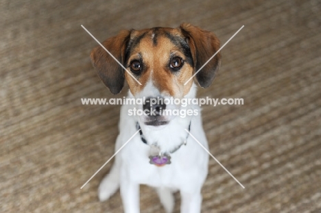 Beagle Mix sitting on rug.