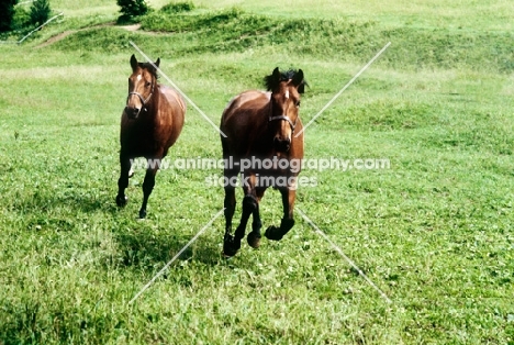 Austrian Half bred horses cantering up hill