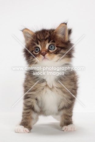 Brown Mackerel Tabby & White Maine Coon kitten, 1 month old, front view